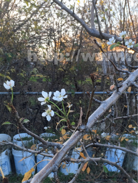 Pear Tree Blooming Out Of Season
