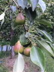 Pear Tree Bearing Fruit