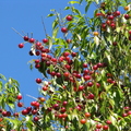 Plinia_rivularis_31.jpg