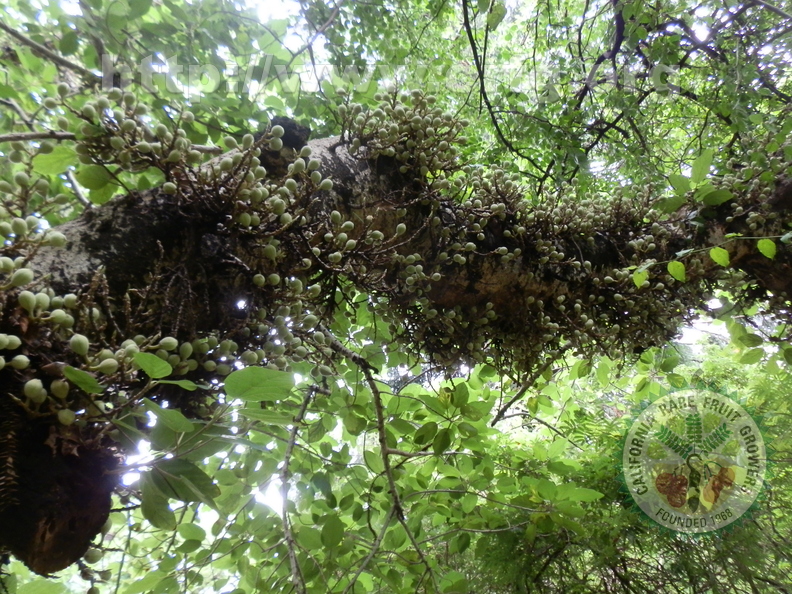 SICOMORO - Ficus sycomorus
