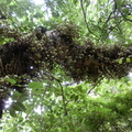 SICOMORO - Ficus sycomorus