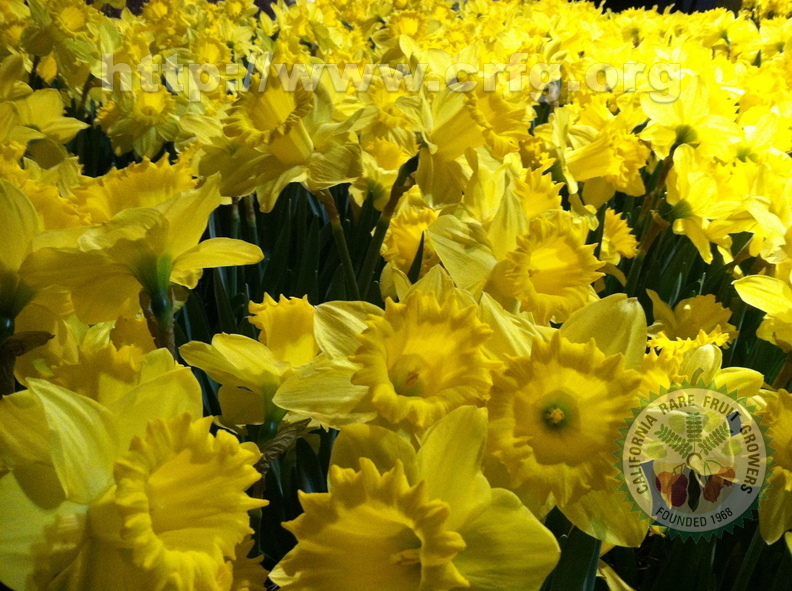 daffodil_2.jpg
