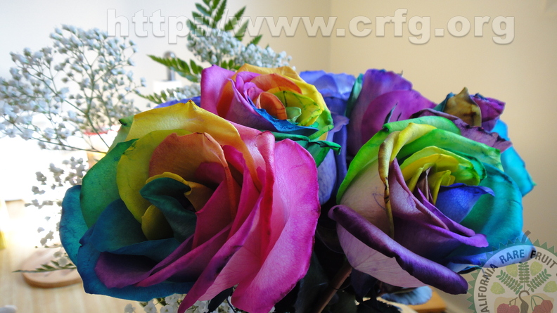magnificent multicoloured roses