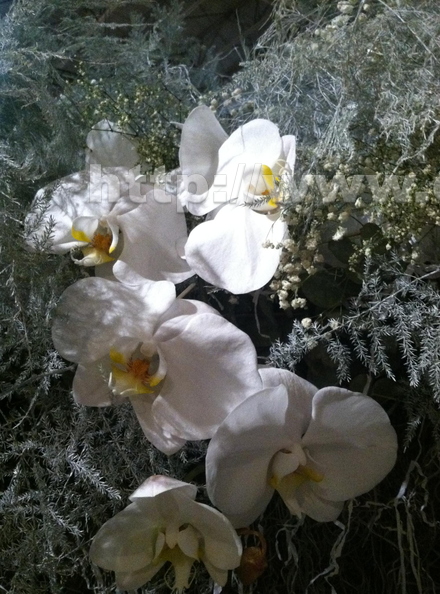 orchids_2.jpg