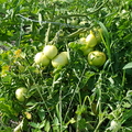 unripe tomatos