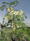 Moringa in bloom (LaVerne Nursery)