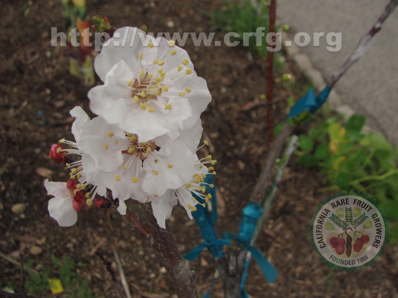 Grafted plums in bloom