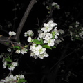 Weeping Santa Rosa plum blossoms at night