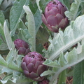 Purple artichokes