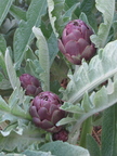 Purple artichokes