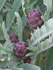 Purple artichokes