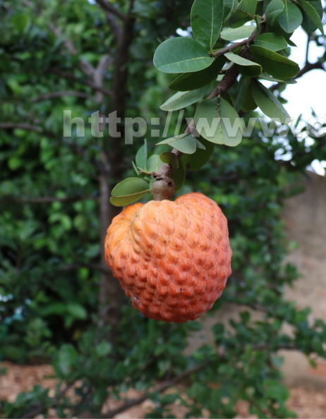 Annona_spinescens_5776a.jpg