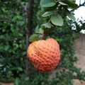 Annona spinescens_5776a