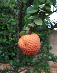 Annona spinescens_5776a