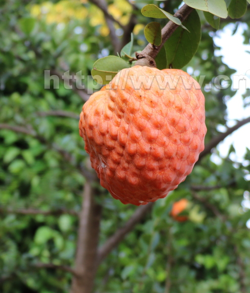 Annona spinescens_5779a