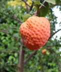 Annona spinescens_5779a