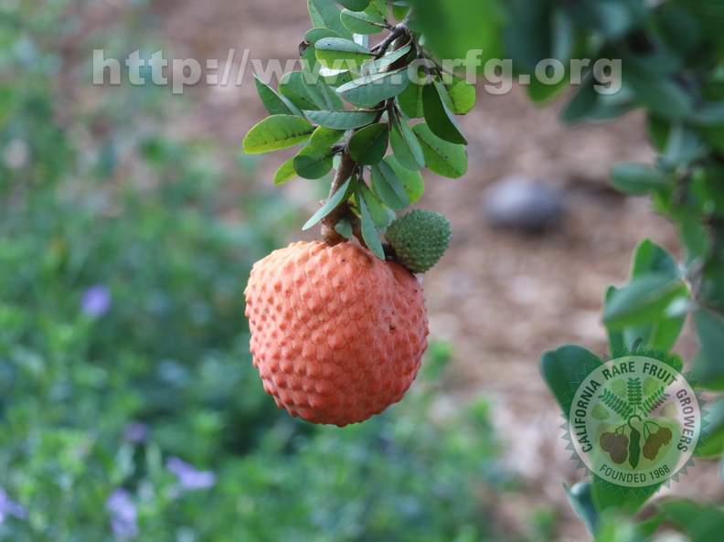 Annona spinescens_5781a