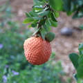 Annona spinescens_5781a