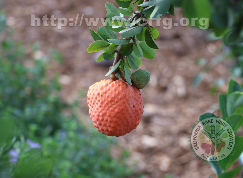 Annona spinescens_5782a