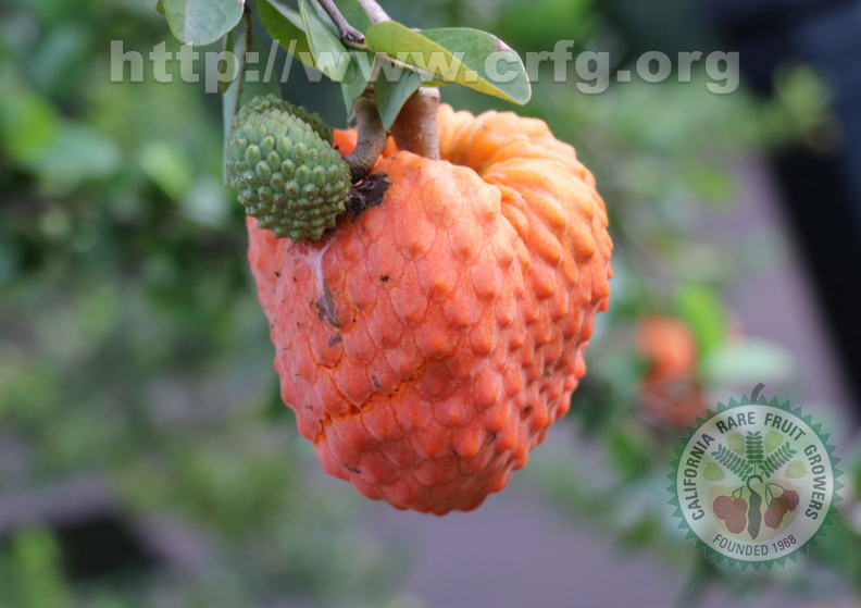 Annona spinescens_5783a