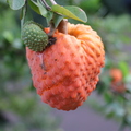 Annona spinescens_5783a