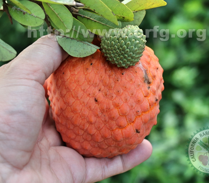 Annona spinescens_5784a