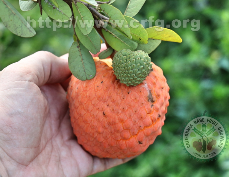 Annona spinescens_5785a