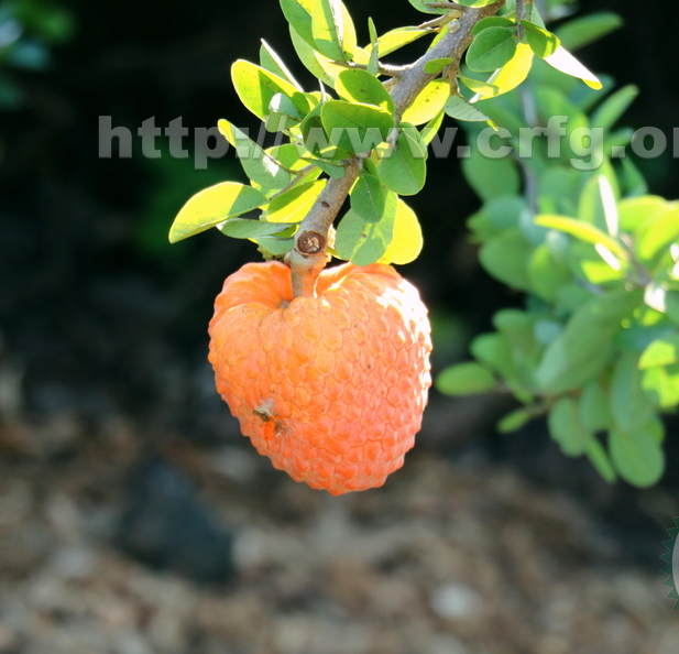 Annona spinescens_5796a