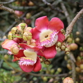 Courupita guianensis flower_5632