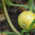 Homegrown Sunstripe Zucchini 