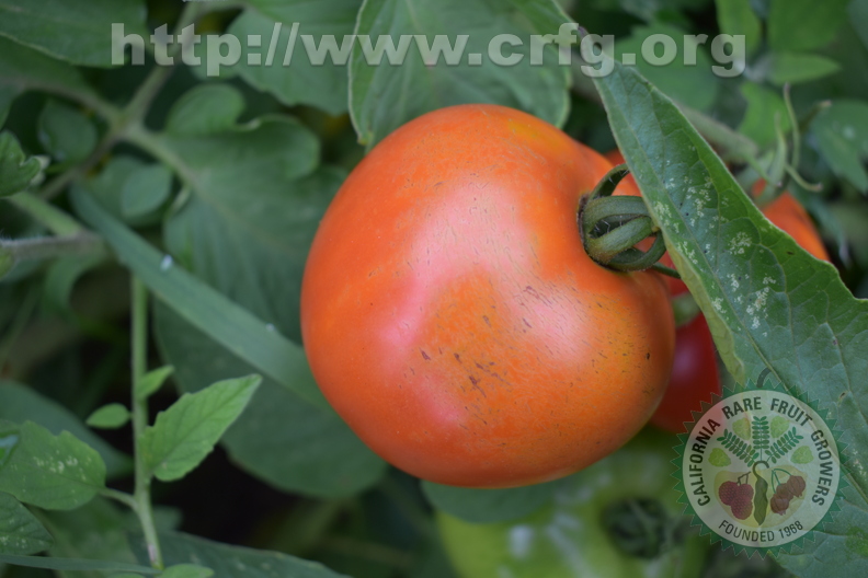 Homegrown Tomato 