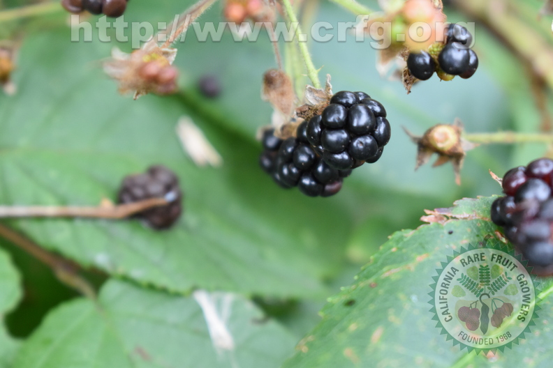 Wild Blackberries (Rosaceae rubus) 
