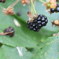 Wild Blackberries (Rosaceae rubus) 