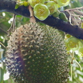 Durian-5
