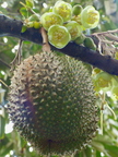 Durian-5