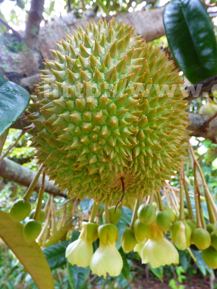 Durian_2.jpg