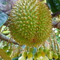 Durian_2.jpg