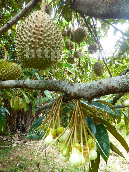 Durian_3.jpg