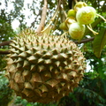 Durian 4