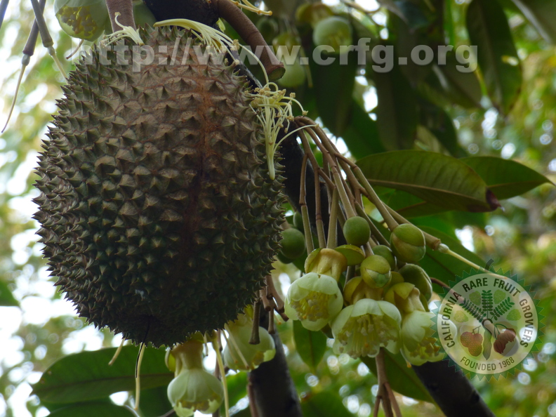 Durian_6.jpg
