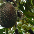 Durian 6
