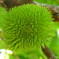 Durio oxleyanus Fruit on Tree