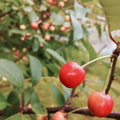 Mountain Cherry Tree fruit 