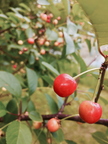Mountain Cherry Tree fruit 