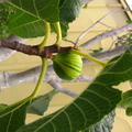 Striped fig at Mulberry Haven