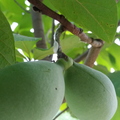 Life in a Paw Paw Tree
