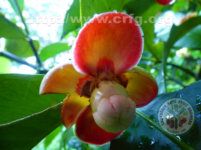 Mangosteen Flower opening2