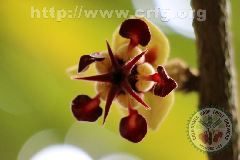 Theobroma grandiflorum flower_5655
