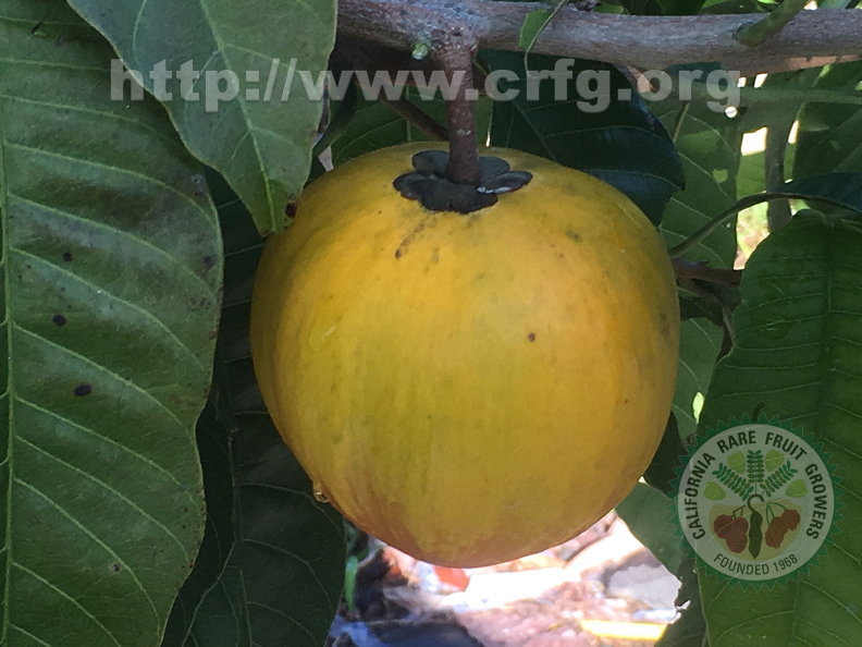 eggfruit5-17