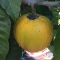 eggfruit5-17